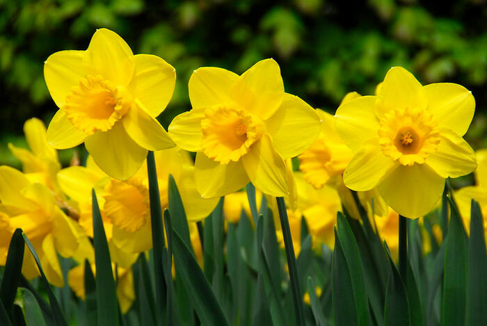 Narcis velkokorunný 'Carlton' - Narcissus Large Cupped 'Carlton'