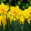 Narcis velkokorunný 'Carlton' - Narcissus Large Cupped 'Carlton'