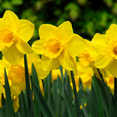 Narcis velkokorunný 'Carlton' - Narcissus Large Cupped 'Carlton'