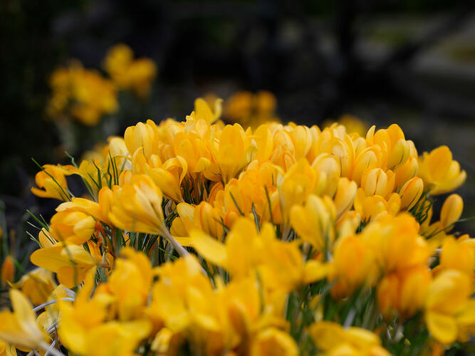 Krokus, šafrán 'Golden Yellow' - Crocus 'Golden Yellow'