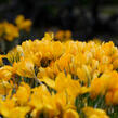 Krokus, šafrán 'Golden Yellow' - Crocus 'Golden Yellow'