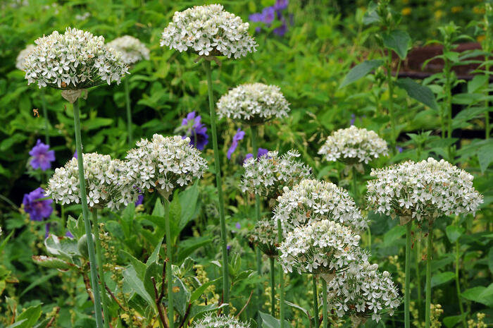 Česnek černý - Allium nigrum