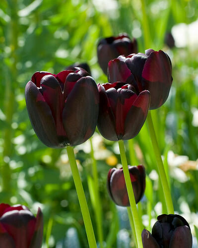 Tulipán pozdní 'Queen of Night' - Tulipa Single Late 'Queen of Night'