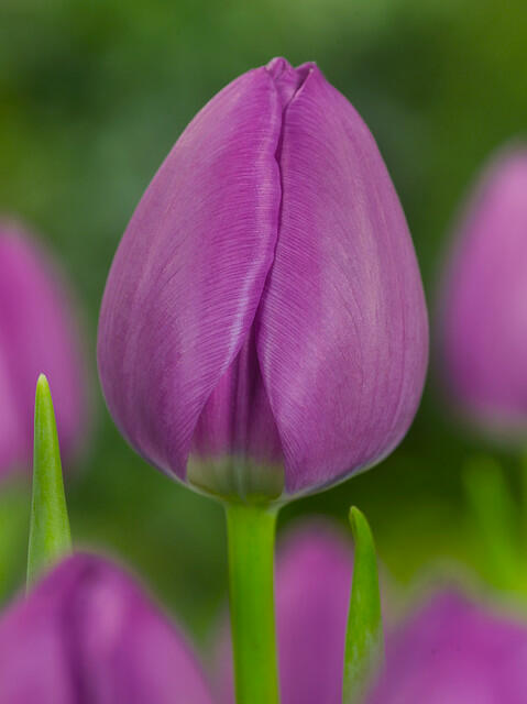 Tulipán Triumph 'Negrita' - Tulipa Triumph 'Negrita'