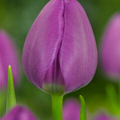 Tulipán Triumph 'Negrita' - Tulipa Triumph 'Negrita'