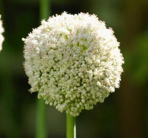 Česnek 'White Cloud' - Allium 'White Cloud'