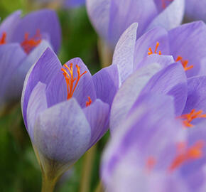 Krokus, šafrán botanický speciosus - Crocus speciosus