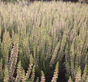 Vřes obecný 'Disco Queen' - Calluna vulgaris 'Disco Queen'