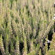 Vřes obecný 'Disco Queen' - Calluna vulgaris 'Disco Queen'