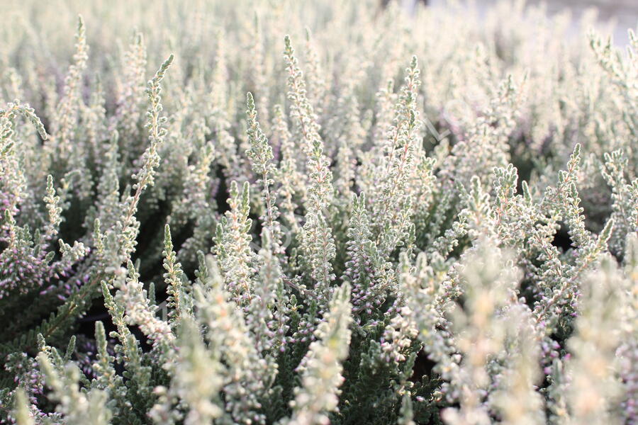 Vřes obecný 'Silvana' (Garden girls®) - Calluna vulgaris 'Silvana' (Garden girls®)