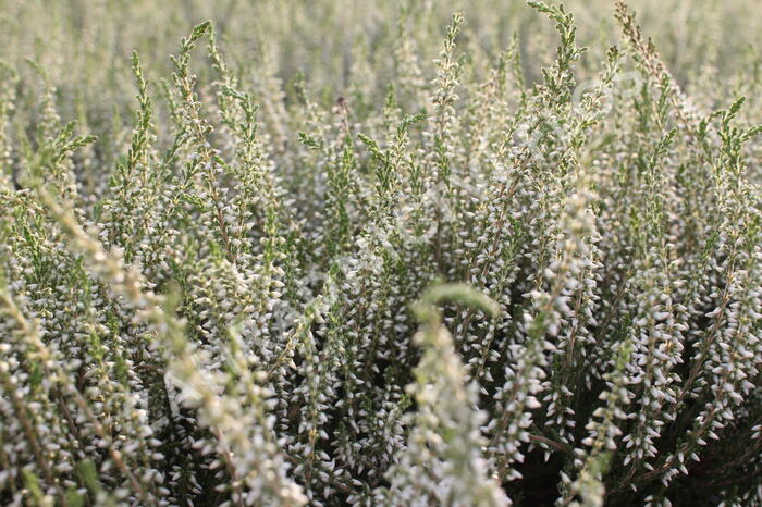 Vřes obecný 'Betty' (Garden girls®) - Calluna vulgaris 'Betty' (Garden girls®)