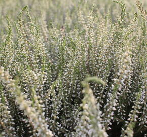 Vřes obecný 'Betty' (Garden girls®) - Calluna vulgaris 'Betty' (Garden girls®)