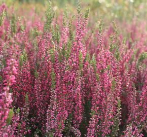 Vřes obecný 'Martina' (Garden girls®) - Calluna vulgaris 'Martina' (Garden girls®)