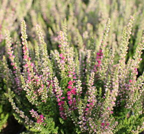 Vřes obecný 'Dark Beauty' - Calluna vulgaris 'Dark Beauty'