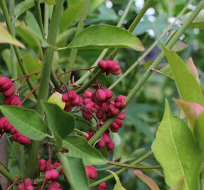 Brslen evropský - Euonymus europaeus