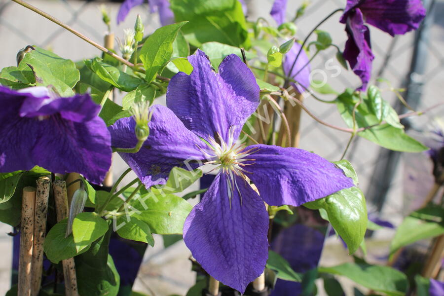 Plamének Jackmanův - Clematis jackmanii