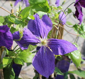 Plamének Jackmanův - Clematis jackmanii