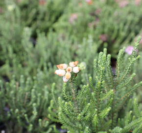 Vřesovec čtyřřadý 'Alba' - Erica tetralix 'Alba'