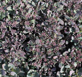 Rozchodník SunSparkler® 'Plum Dazzled' - Sedum hybridum SunSparkler® 'Plum Dazzled'