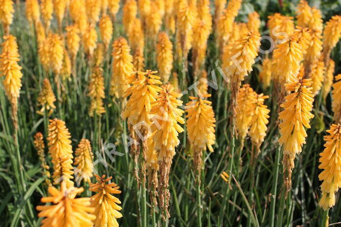 Kleopatřina jehla 'Echo Mango' - Kniphofia uvaria 'Echo Mango'