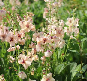 Divizna 'Jackie' - Verbascum 'Jackie'