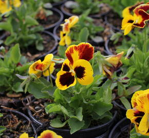 Viola, maceška 'Carneval Yellow Red Wing' - Viola wittrockiana 'Carneval Yellow Red Wing'