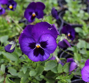 Violka, maceška 'Volante Blue With Blotch' - Viola wittrockiana 'Volante Blue With Blotch'