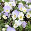 Violka, maceška 'Volante White Azure Wing' - Viola wittrockiana 'Volante White Azure Wing'