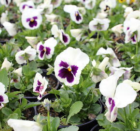 Violka zahradní, maceška 'Carneval F1 White Burgundy Wing' - Viola wittrockiana 'Carneval F1 White Burgundy Wing'