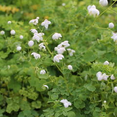 Žluťucha 'Splendide White' - Thalictrum delavayi 'Splendide White'