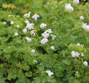 Žluťucha 'Splendide White' - Thalictrum delavayi 'Splendide White'