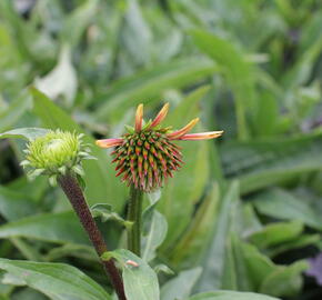 Třapatkovka 'Orange Passion' - Echinacea purpurea 'Orange Passion'