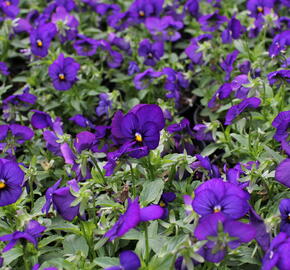 Violka růžkatá 'Twix Blue with Eye' - Viola cornuta 'Twix Blue with Eye'