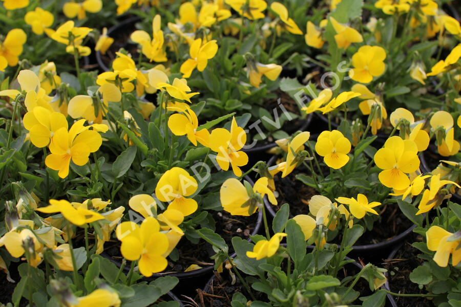 Violka růžkatá 'Ice Babies Golden Yellow' - Viola cornuta 'Ice Babies Golden Yellow'