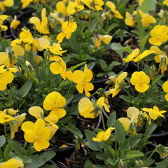 Violka růžkatá 'Ice Babies Golden Yellow' - Viola cornuta 'Ice Babies Golden Yellow'