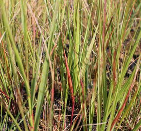 Kavyl ‘Allgäu’ - Stipa calamagrostis ‘Allgäu’