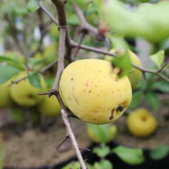 Kdoulovec nádherný 'Crimson and Gold' - Chaenomeles superba 'Crimson and Gold'