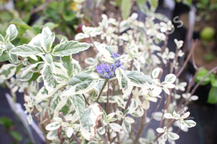 Ořechokřídlec clandonský 'White Surprise' - Caryopteris clandonensis 'White Surprise'