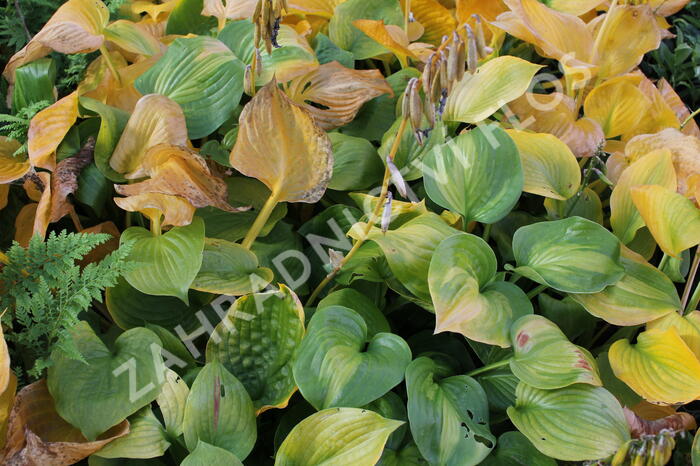 Bohyška 'Banana Kid' - Hosta 'Banana Kid'