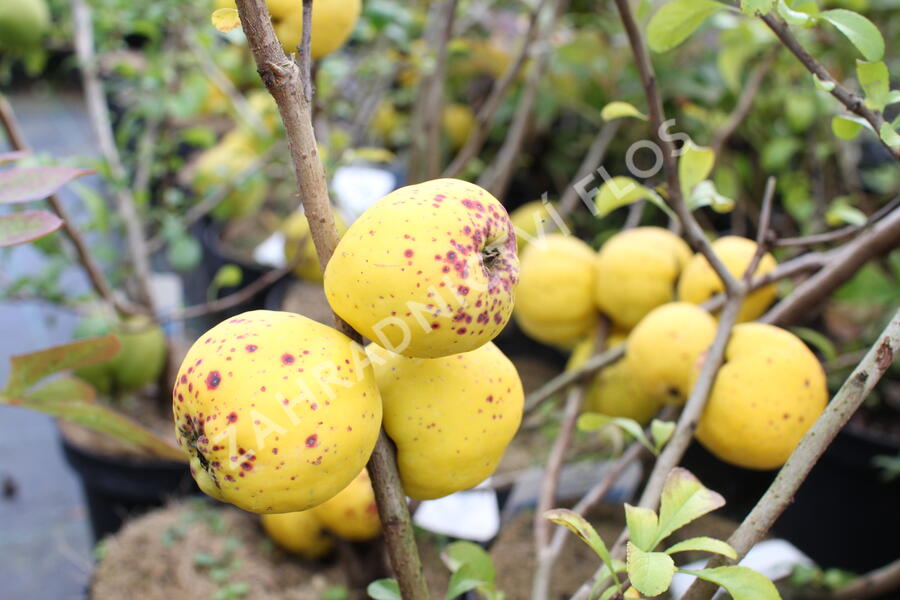 Kdoulovec nádherný 'Salmon Horizon' - Chaenomeles superba 'Salmon Horizon'