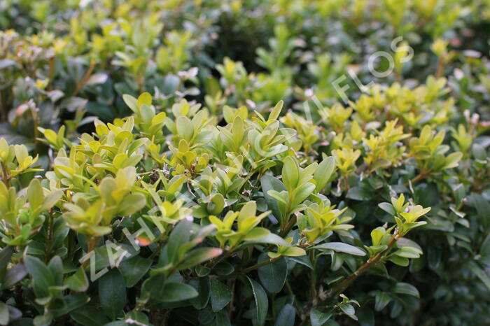 Zimostráz obecný - Buxus sempervirens