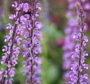 Šalvěj 'Serenada' - Salvia nemorosa 'Serenada'