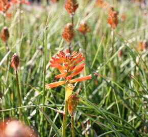 Kleopatřina jehla 'Fire Glow' - Kniphofia uvaria 'Fire Glow'