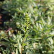 Zlatobýl 'Solar Cascade' - Solidago shortii 'Solar Cascade'