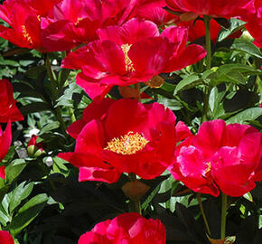 Pivoňka 'Blaze' - Paeonia hybrid 'Blaze'