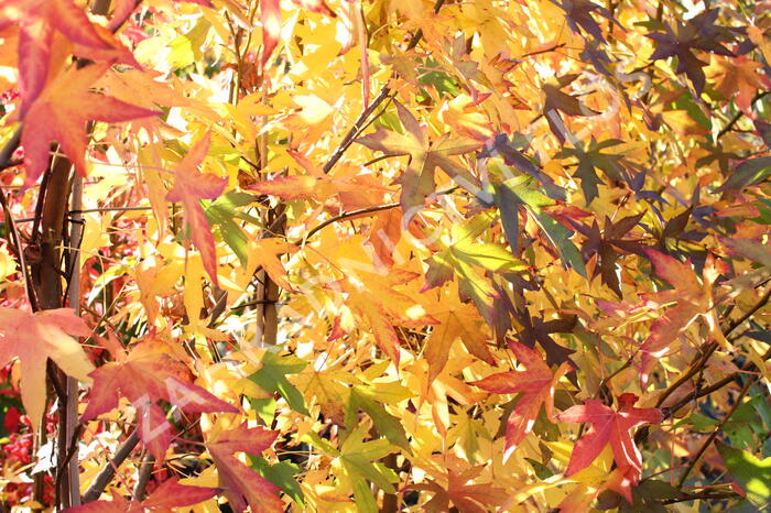 Ambroň západní 'Worplesdon' - Liquidambar styraciflua 'Worplesdon'