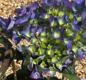 Hortenzie velkolistá 'Kardinal Blue' - Hydrangea macrophylla 'Kardinal Blue'