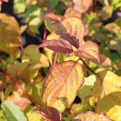 Svída krvavá 'Magic Flame' - Cornus sanguinea 'Magic Flame'