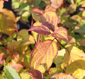 Svída krvavá 'Magic Flame' - Cornus sanguinea 'Magic Flame'