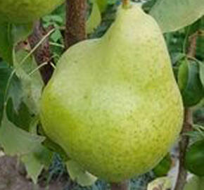 Hrušeň podzimní 'Condo' - Pyrus communis 'Condo'